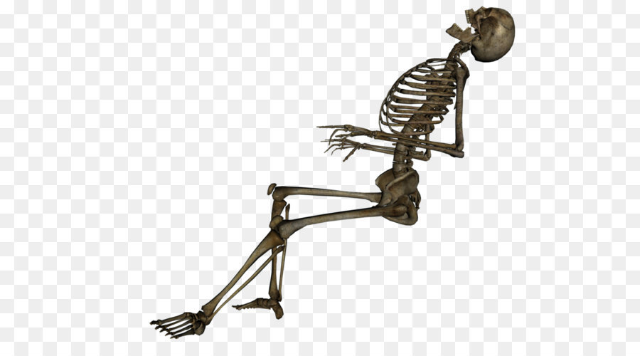 Human skeleton Skull - Skeleton PNG image png download - 1032*774 - Free Transparent The Skeleton And Muscles png Download.