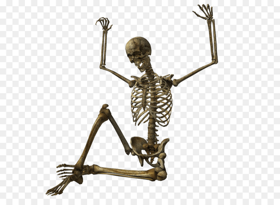 Human skeleton Skull - Skeleton Png Image png download - 1090*1090 - Free Transparent  png Download.