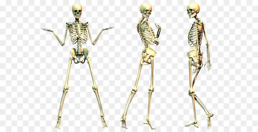 Human skeleton Bone - Skeleton Png File png download - 1024*724 - Free Transparent Human Skeleton png Download.