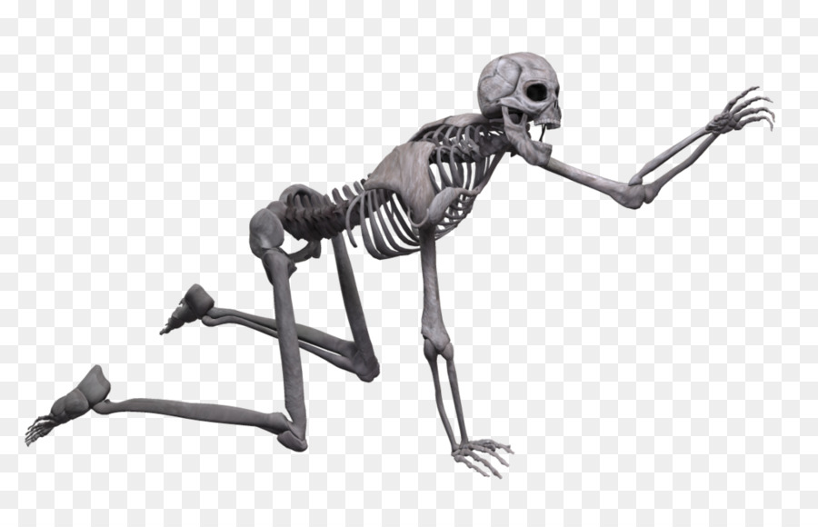 Human skeleton Skull Poser - Skeleton png download - 1024*639 - Free Transparent Skeleton png Download.