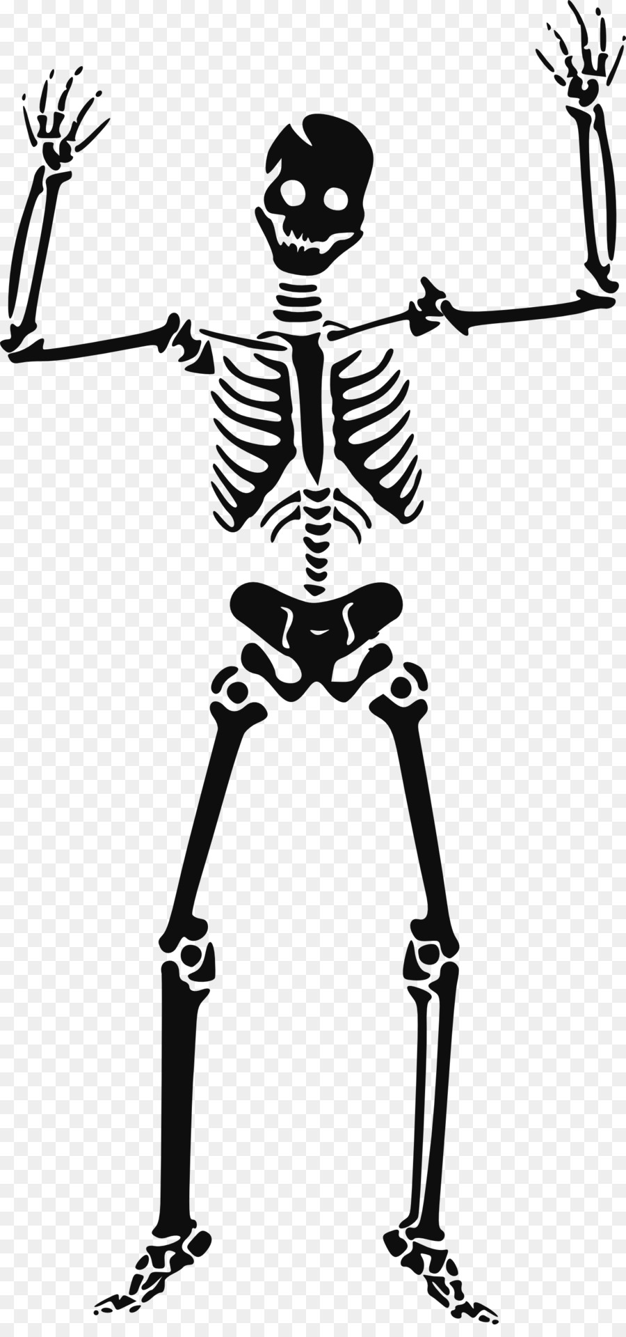 Human skeleton Skull Clip art - Skeleton png download - 1514*3200 - Free Transparent Skeleton png Download.