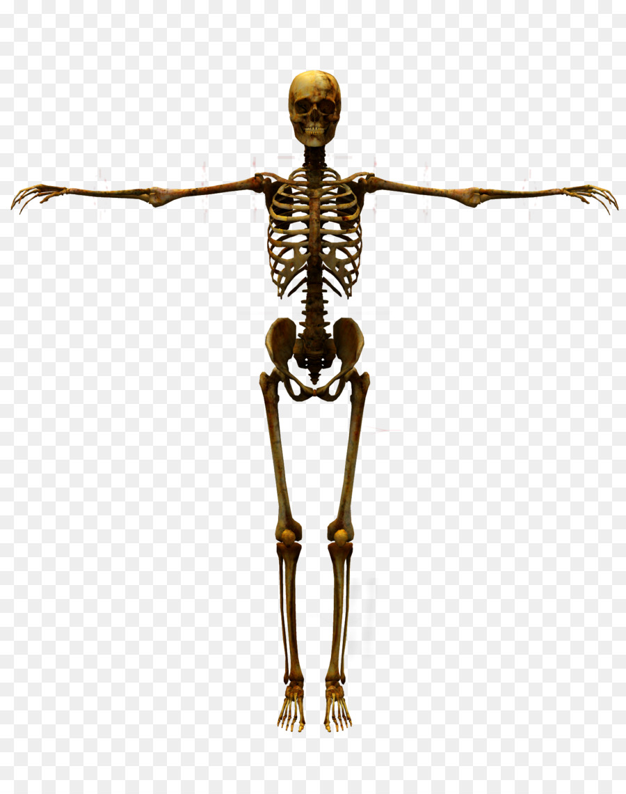 Human skeleton Human body - bones png download - 1600*2000 - Free Transparent Human Skeleton png Download.