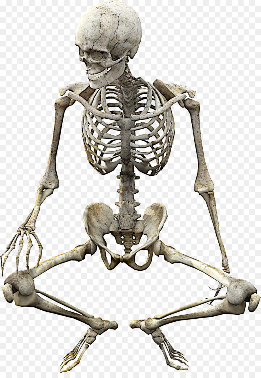 Human skeleton Skull Anatomy Bone - Skeleton png download - 1426*2033 - Free Transparent  png Download.