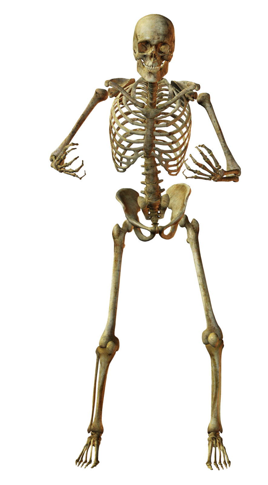 Esqueleto Humano Esqueleto Cuerpo Humano Imagen Png Imagen Reverasite The Best Porn Website