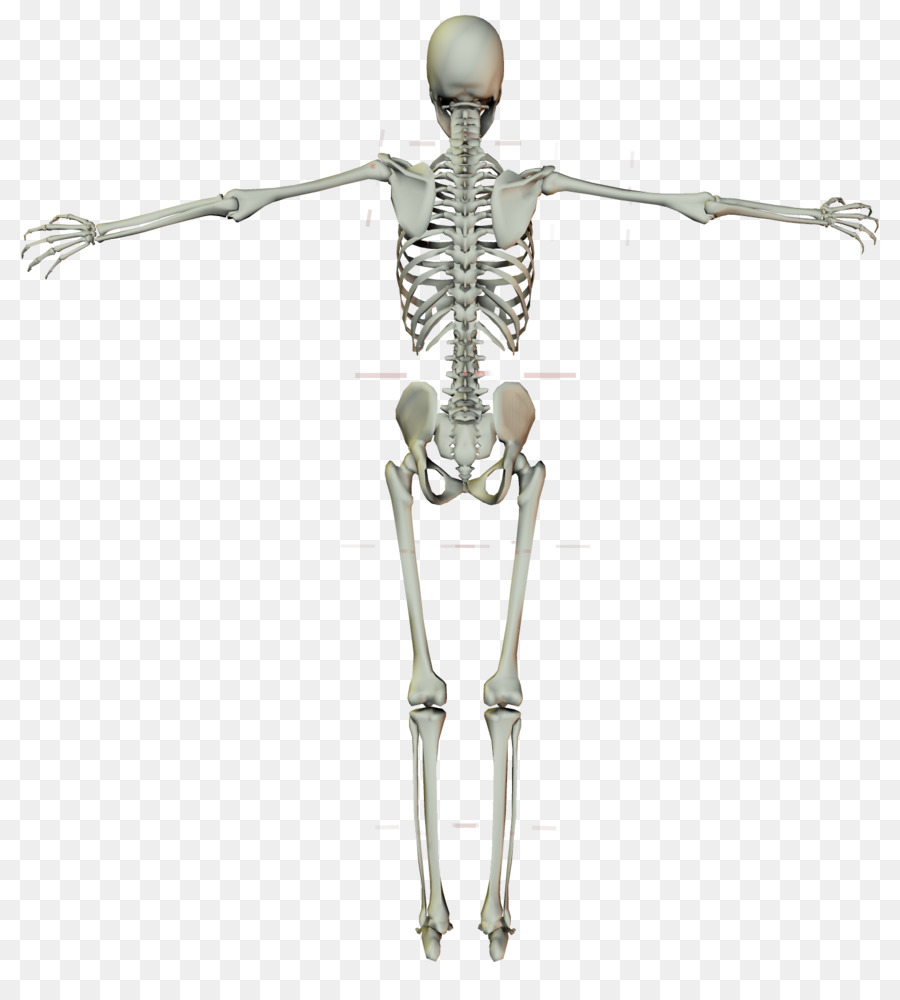 Human skeleton Crucifix Cross - human skeleton png download - 1450*1600 - Free Transparent Skeleton png Download.
