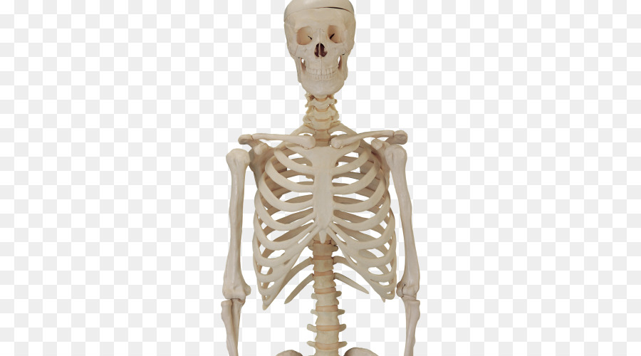 Human skeleton Clip art - Skull skeleton png download - 500*500 - Free Transparent  png Download.