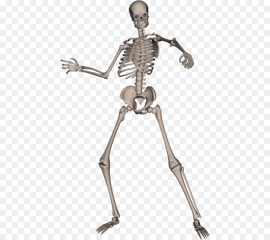Human skeleton Computer file - Skeleton Png Image png download - 500*800 - Free Transparent Human Skeleton png Download.