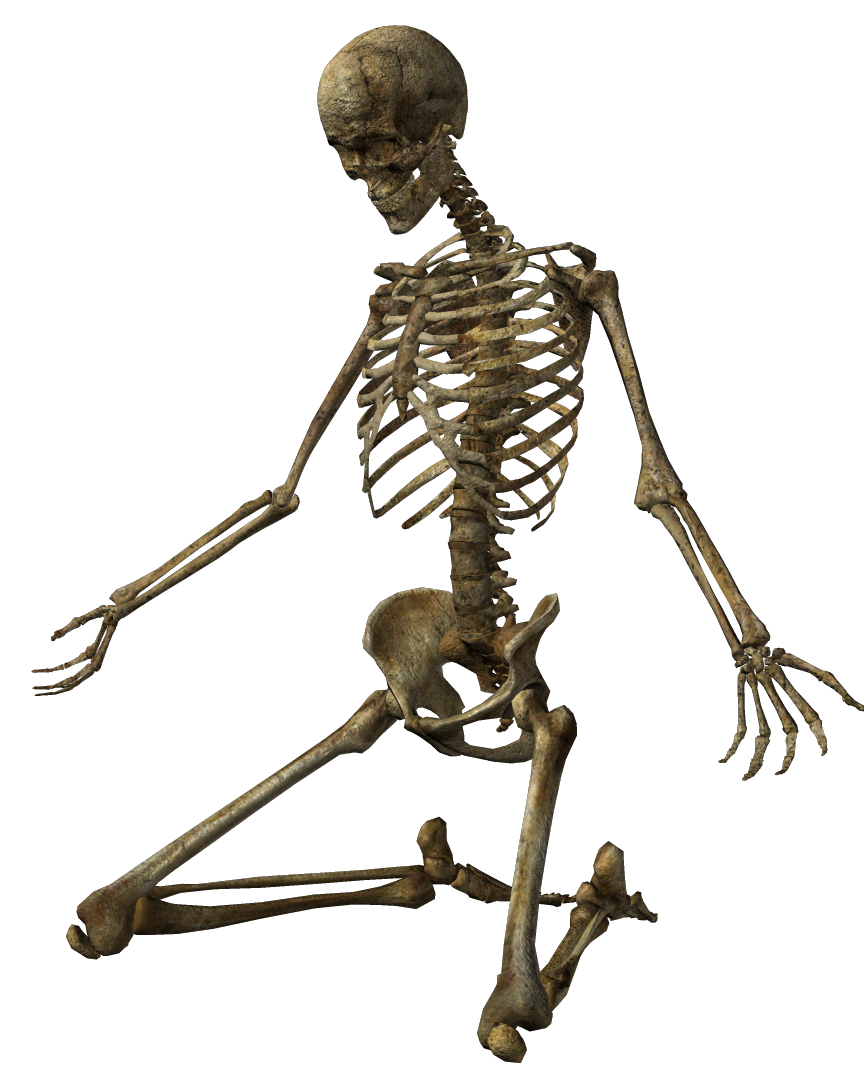 Skeleton Clip art - Skeleton png download - 864*1079 - Free Transparent
