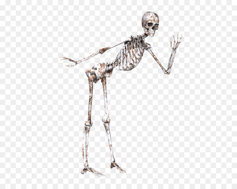 Skeleton Skull Bone Joint - Skeleton png download - 600*720 - Free Transparent Skeleton png Download.