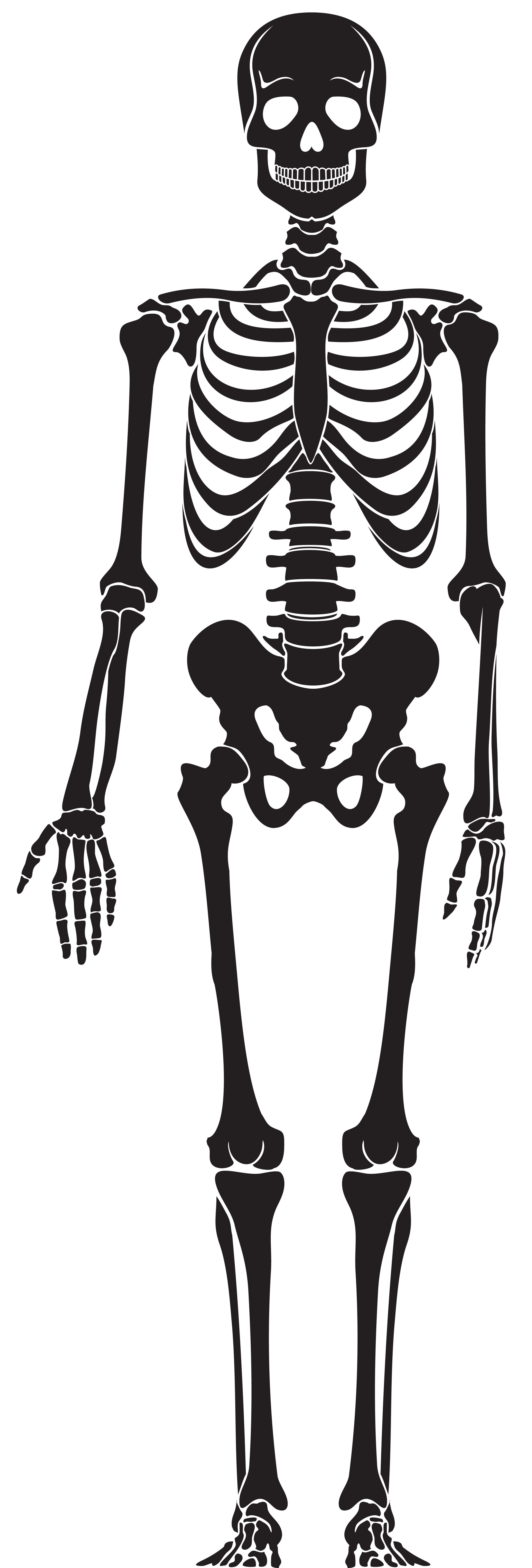 Vector Esqueleto Humano Png Clipart Humano Esqueleto Cuerpo Humano Images