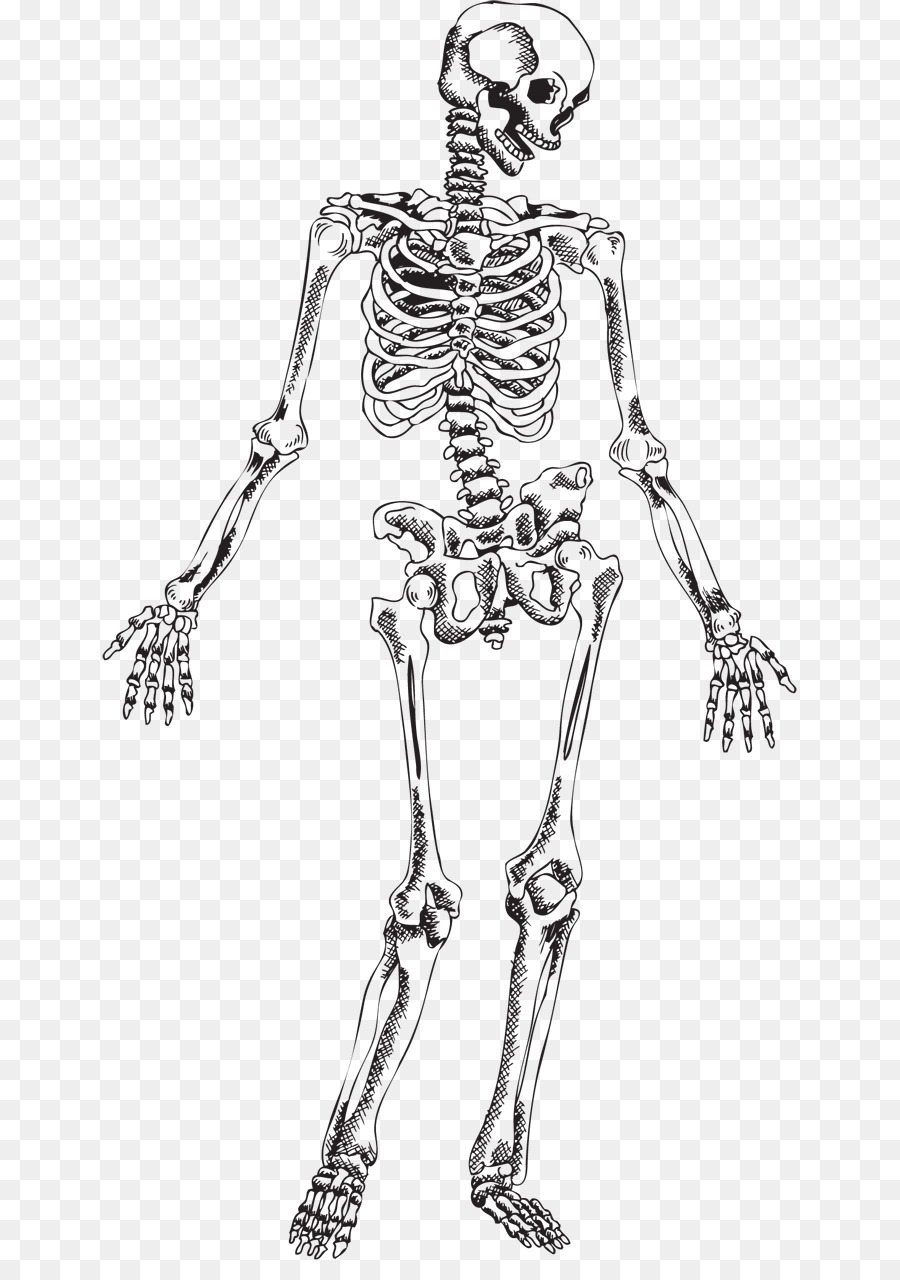 Human skeleton Skull - Skeleton png download - 700*1261 - Free Transparent  png Download.
