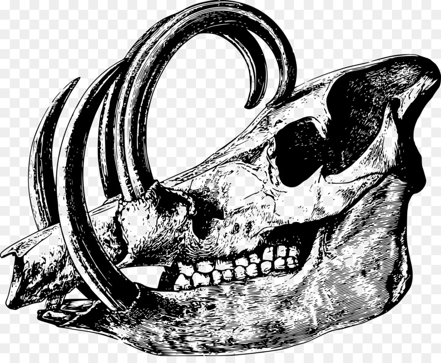 Skull Babirusa Bone Drawing Skeleton - bones png download - 1920*1549 - Free Transparent Skull png Download.