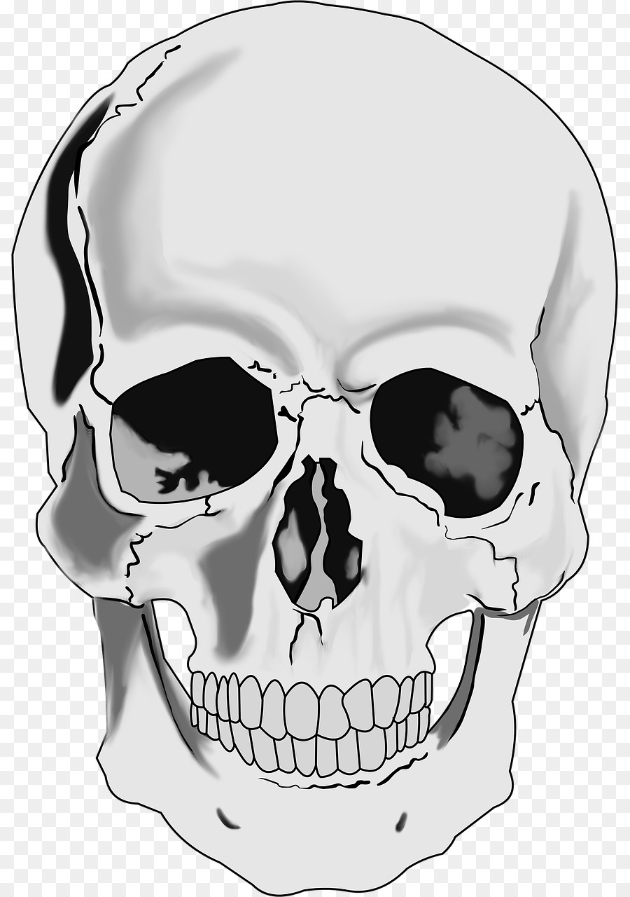 Skull Human skeleton Clip art - skull png download - 867*1280 - Free Transparent Skull png Download.