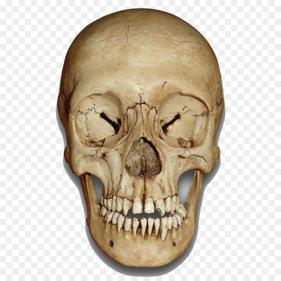 Skull Skeleton - Skull PNG Image png download - 1000*1000 - Free Transparent Skull png Download.