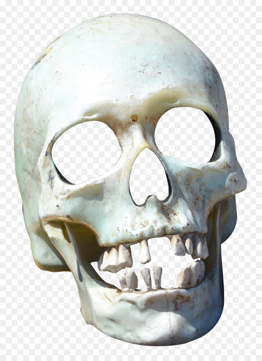 Skull Transparency and translucency - Skull png download - 1100*1503 - Free Transparent Skull png Download.