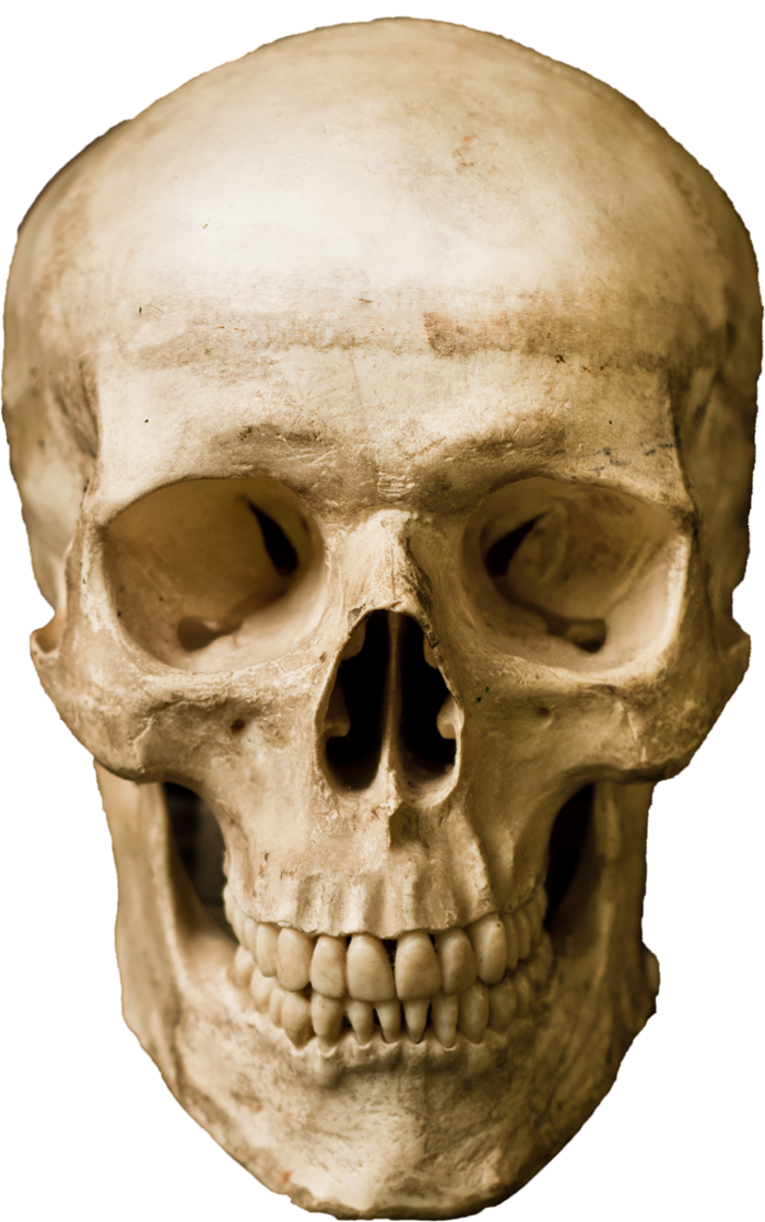 Human skull Stock photography Robot - skull png download - 700*1117