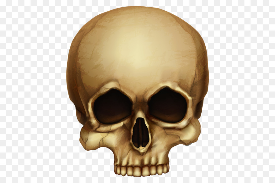 Skull Skeleton Clip art - Horror skull png download - 509*600 - Free Transparent Skull png Download.