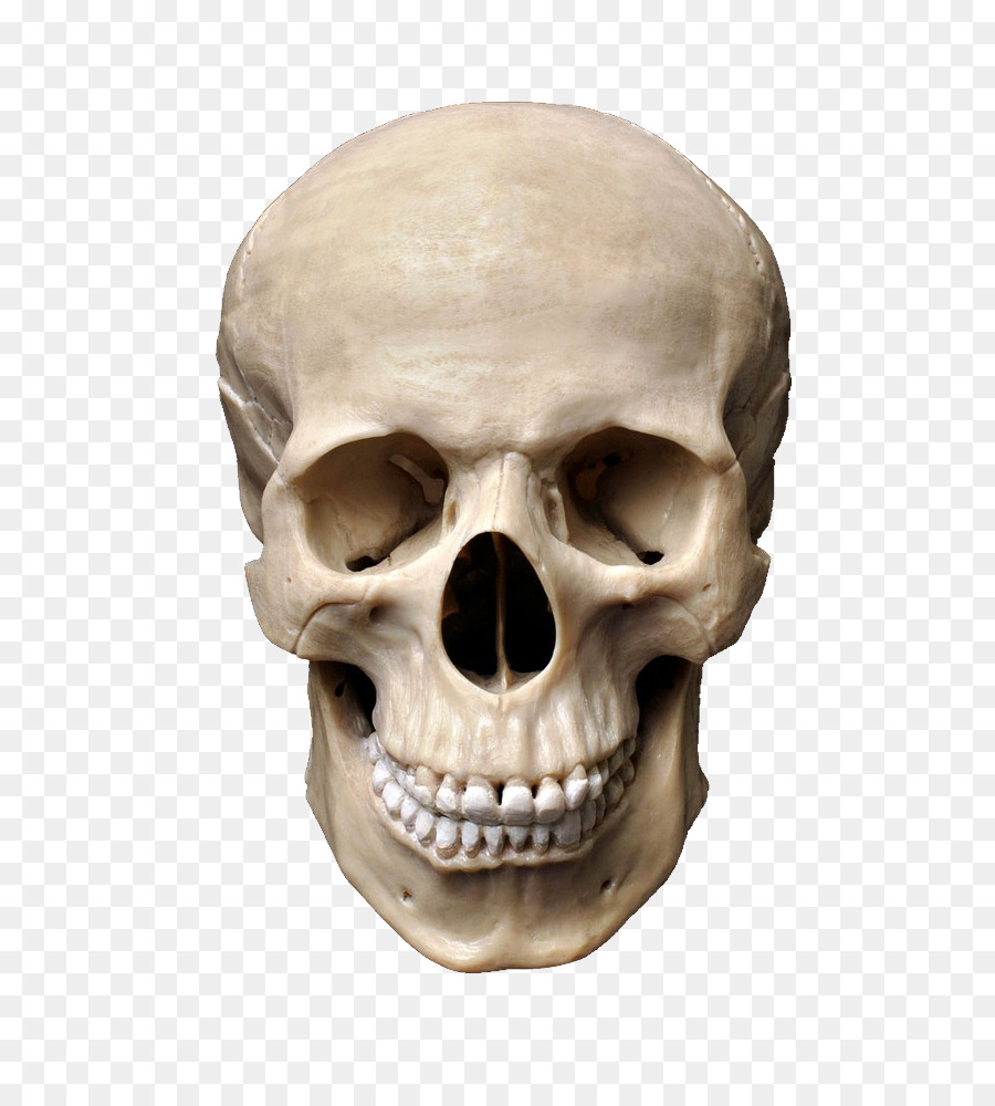 Skull Stock photography Human skeleton - skull png download - 788*1000 - Free Transparent Skull png Download.