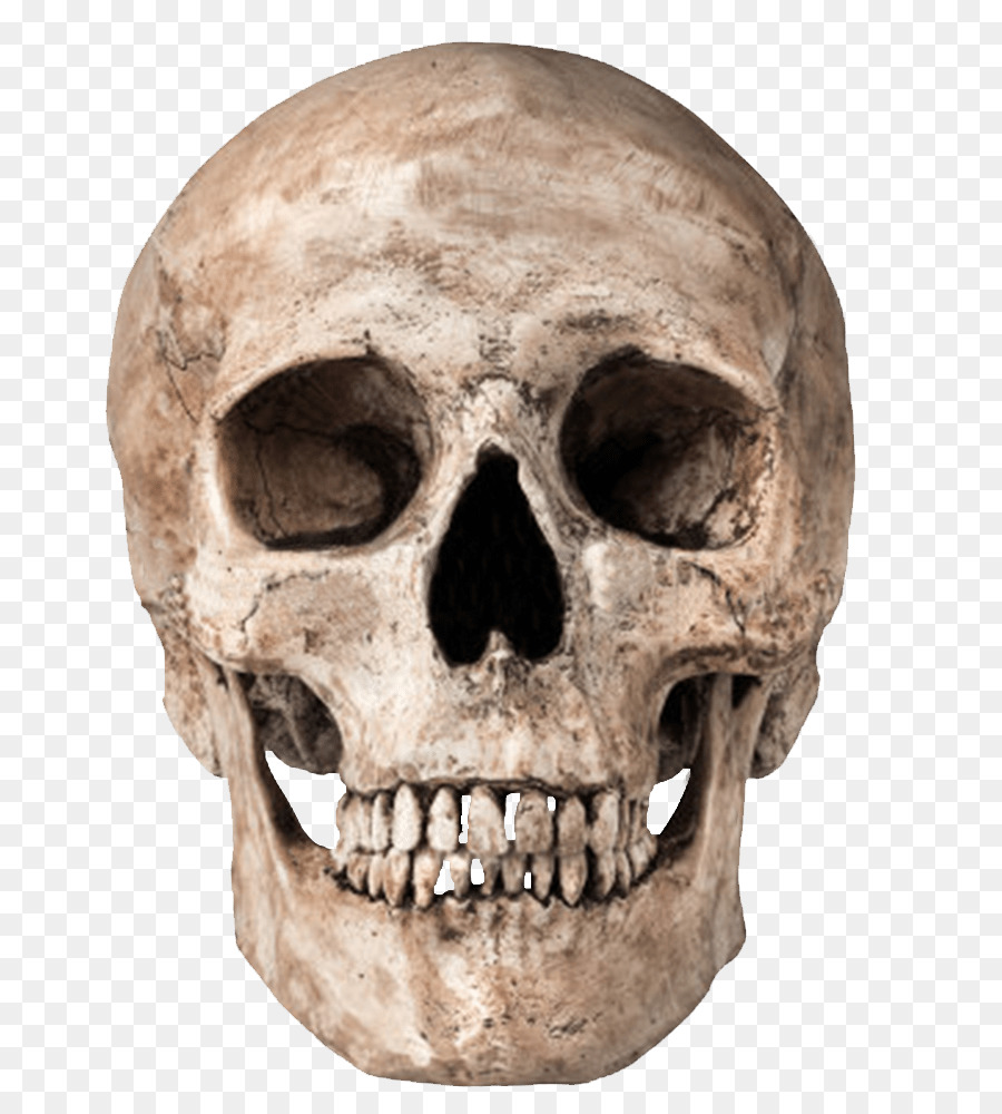 Skull Skeleton Clip art - skulls png download - 788*1000 - Free Transparent Skull png Download.