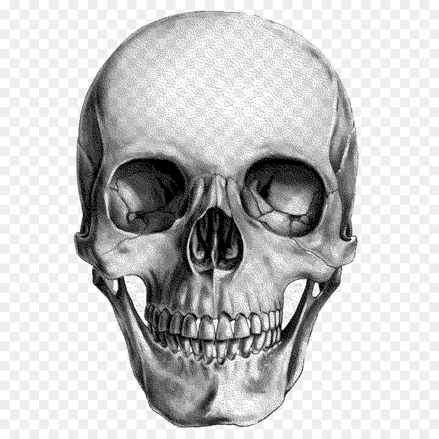 Human skull Drawing Anatomy - skull png download - 932*932 - Free Transparent Skull png Download.