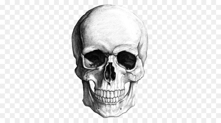 Skull Clip art - Sketch Skull png download - 500*500 - Free Transparent Skull png Download.