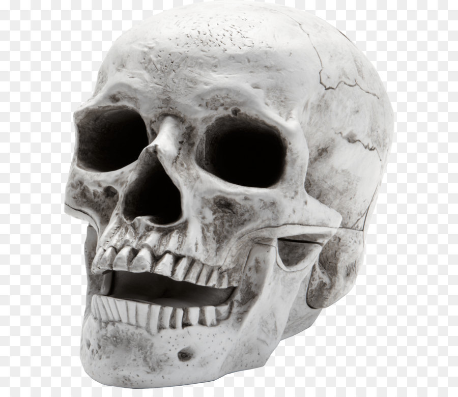 Skull Skeleton - Scary skeleton png download - 1795*2111 - Free Transparent Human Skeleton png Download.
