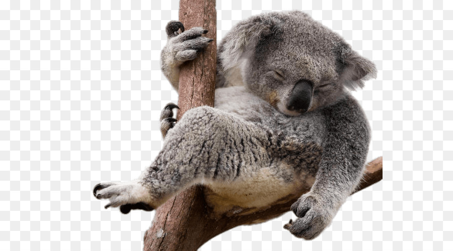 Koala Bear Sloth - koala png download - 620*500 - Free Transparent Koala png Download.