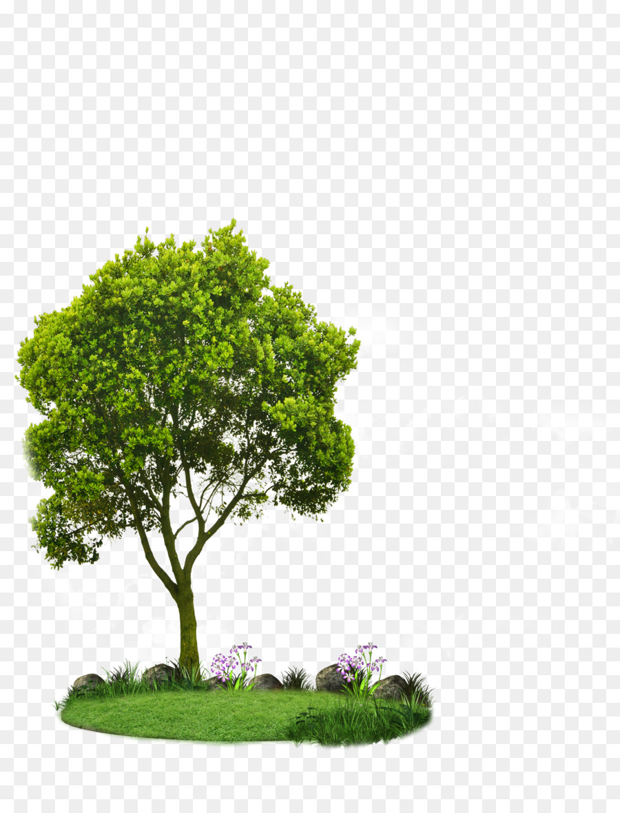 Choosing Small Trees Tree planting Landscaping Root - tree png download - 900*1165 - Free Transparent Choosing Small Trees png Download.
