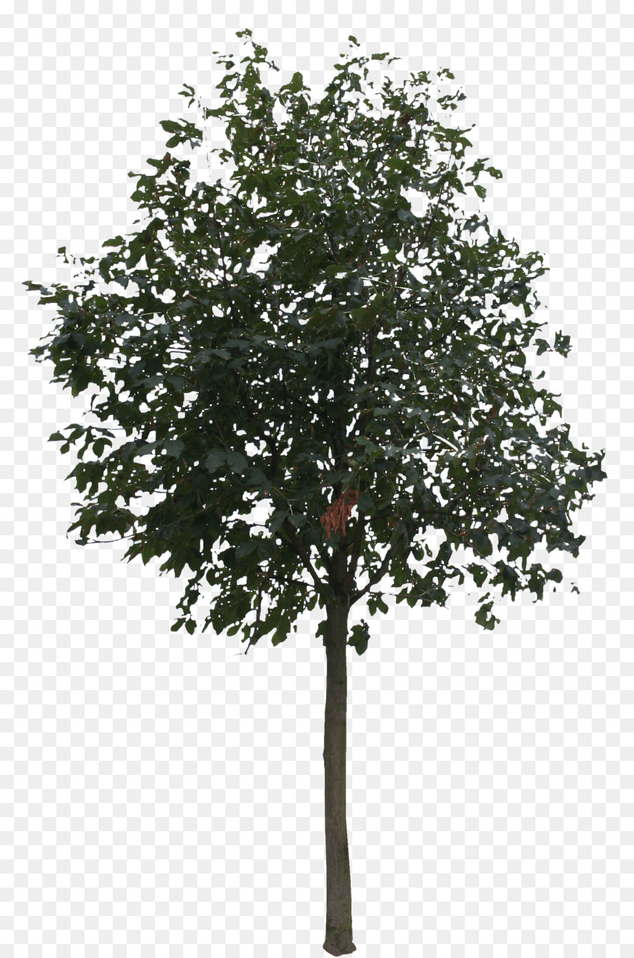 Tree Rendering - small trees png download - 1831*2765 - Free Transparent Tree png Download.
