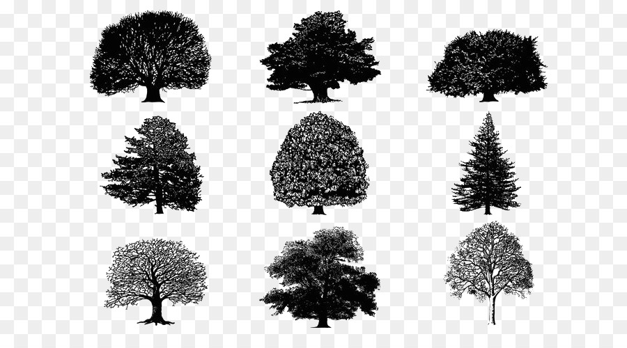 Tree Silhouette Download - Tree Silhouette png download - 700*490 - Free Transparent Tree png Download.