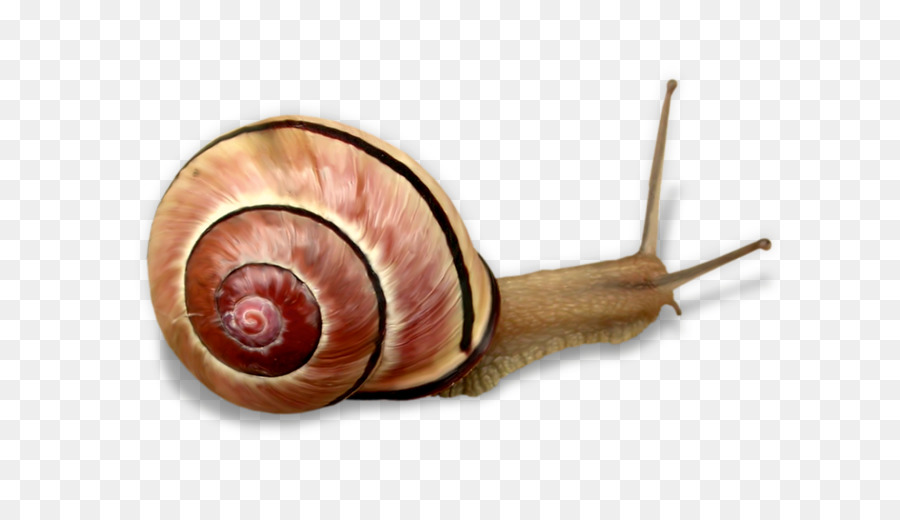 Snail Clip art - Snail png download - 800*502 - Free Transparent Snail png Download.