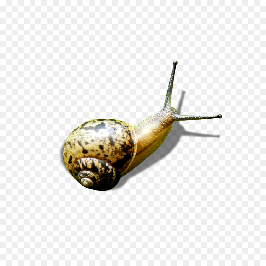 Snail Green - snails png download - 1000*1000 - Free Transparent Snail png Download.