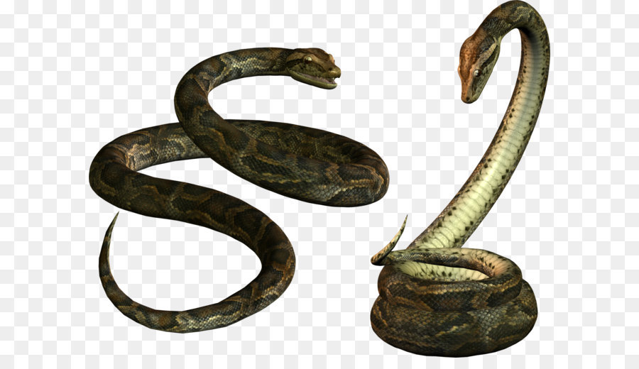 Snakes King cobra - Snake PNG image picture download free png download - 1973*1530 - Free Transparent Snake png Download.