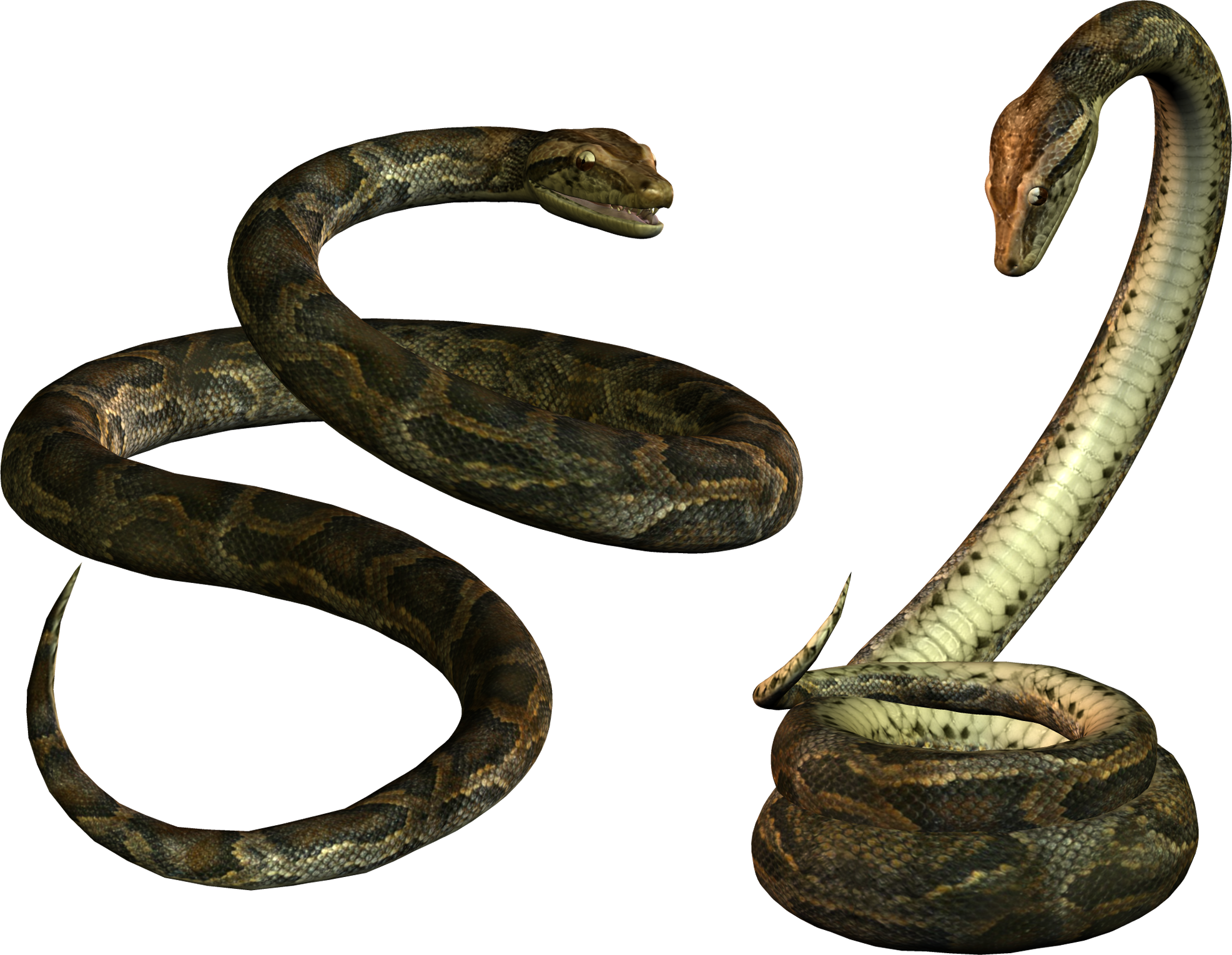 Snakes King Cobra Snake Png Image Picture Download Free Png Download