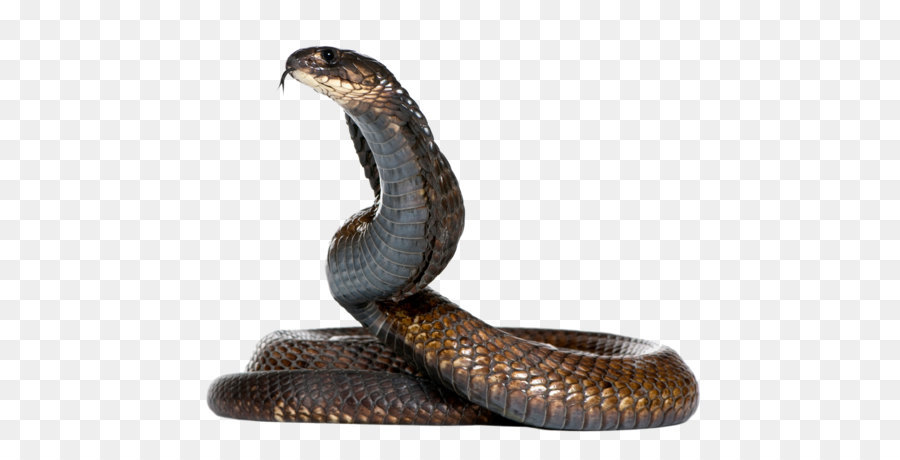 King cobra Snake - Snake Png Hd png download - 2236*1564 - Free Transparent Snake png Download.