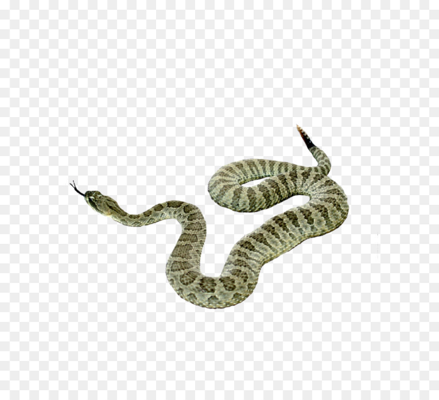 Snake Reptile - Snake Png Picture png download - 800*1000 - Free Transparent Snake png Download.