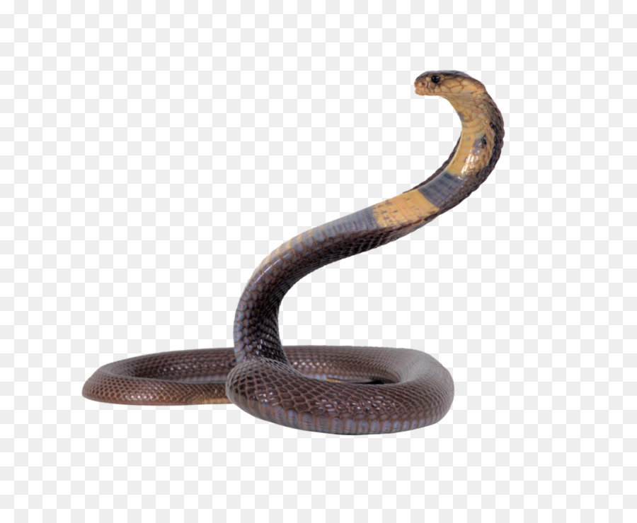 Snake Egyptian cobra Reptile King cobra - Snake Transparent Png png download - 994*804 - Free Transparent Snake png Download.