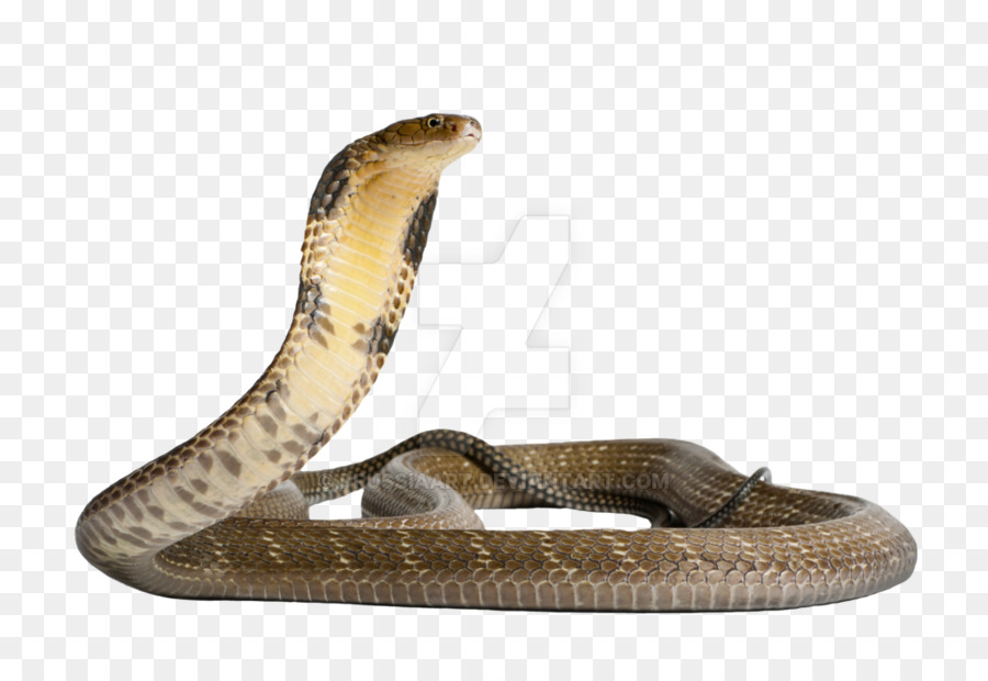 Venomous snake Gaboon viper King cobra - anaconda png download - 1024*696 - Free Transparent Snake png Download.