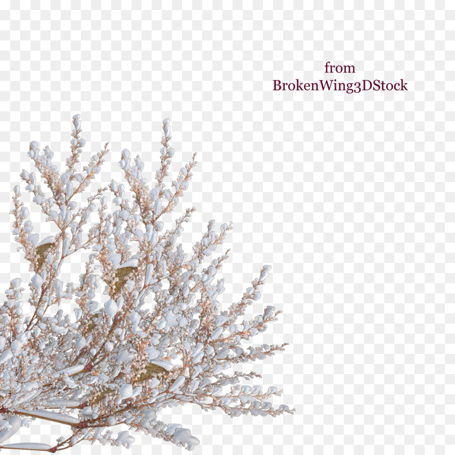 Tree Shrub Winter Branch - snow top png download - 900*900 - Free Transparent Tree png Download.
