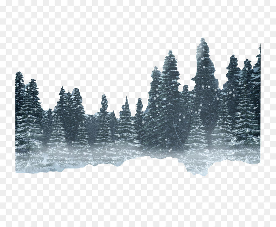 Snow Forest Winter - forest png download - 800*735 - Free Transparent Snow png Download.