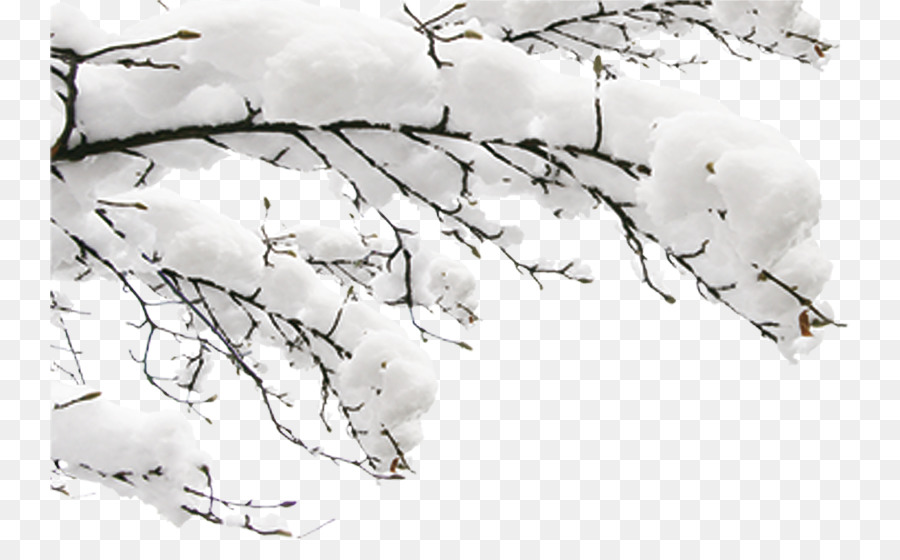 Snow Winter Fundal - Snow branches png download - 800*541 - Free Transparent Snow png Download.