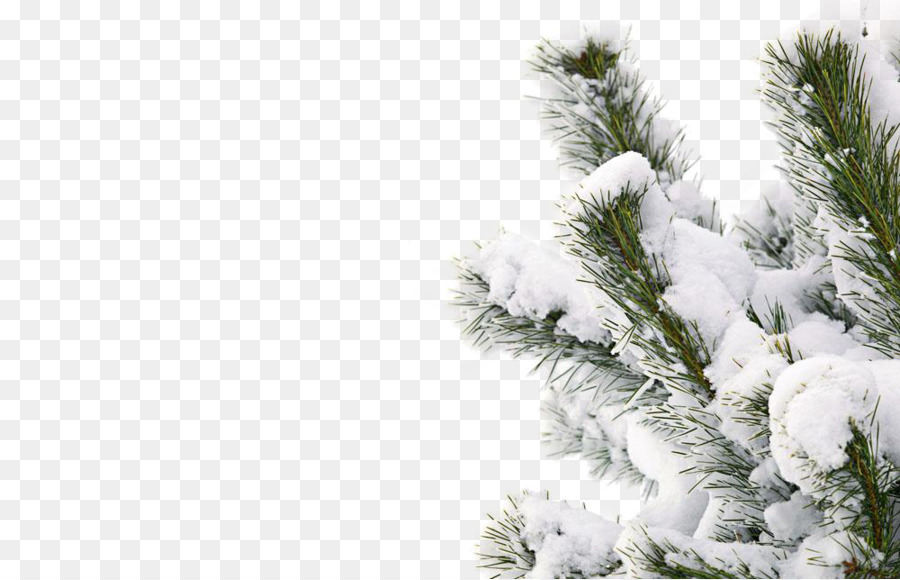 Winter Snow Smile Tree - Snowy winter tree png download - 1000*643 - Free Transparent Winter png Download.