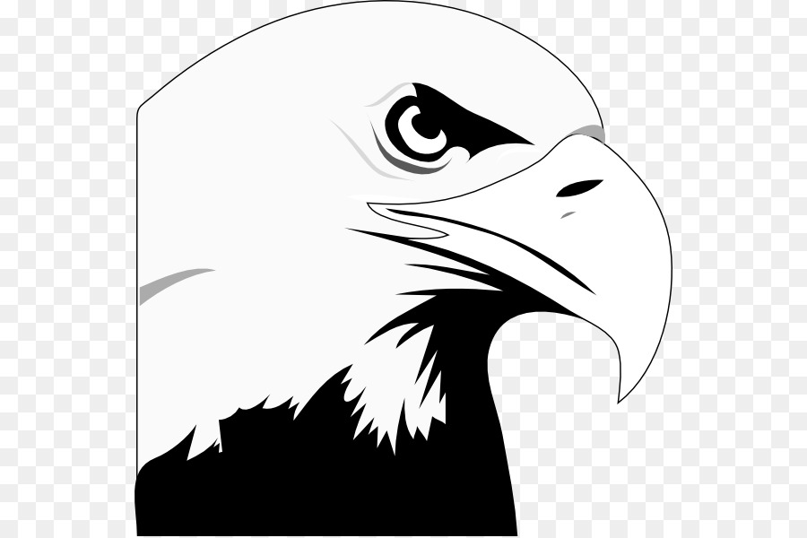Bald Eagle White-tailed Eagle Clip art - Flying Eagle Clipart png download - 600*598 - Free Transparent Bald Eagle png Download.