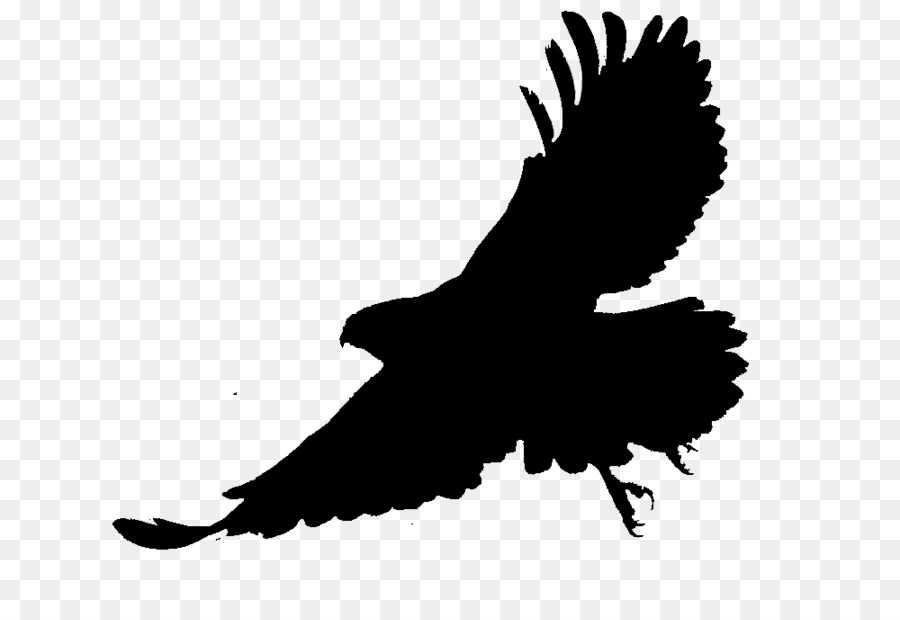 Bald eagle Silhouette Fauna Beak -  png download - 1000*667 - Free Transparent Bald Eagle png Download.
