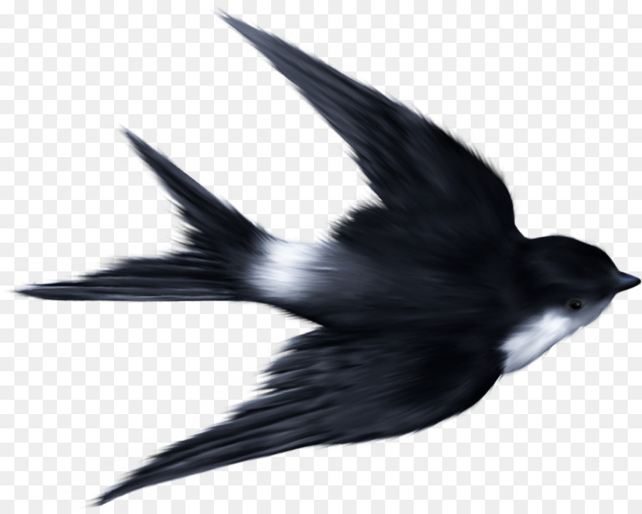 Swallow Ukrainian Skycutter Bird Sparrow Clip art - sparrow png download - 1810*1448 - Free Transparent Swallow png Download.