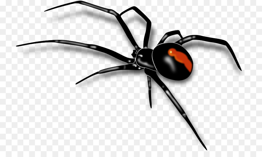 Spider Clip art - spider png download - 800*523 - Free Transparent Spider png Download.