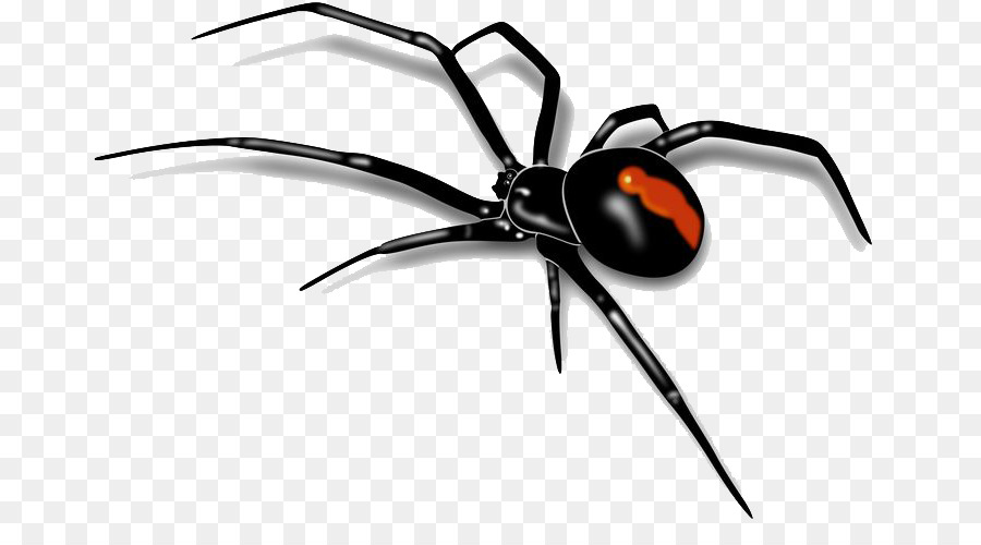 Spider Southern black widow Clip art - Spider png download - 736*481 - Free Transparent Spider png Download.