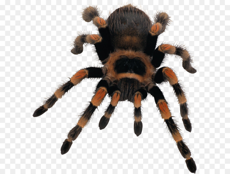 Spider web - Spider PNG image png download - 1848*1930 - Free Transparent Spider png Download.