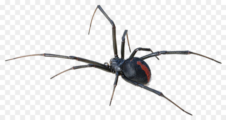 Australia Redback spider Spider bite Venom - Black Widow Spider Transparent Background png download - 2646*1404 - Free Transparent Australia png Download.