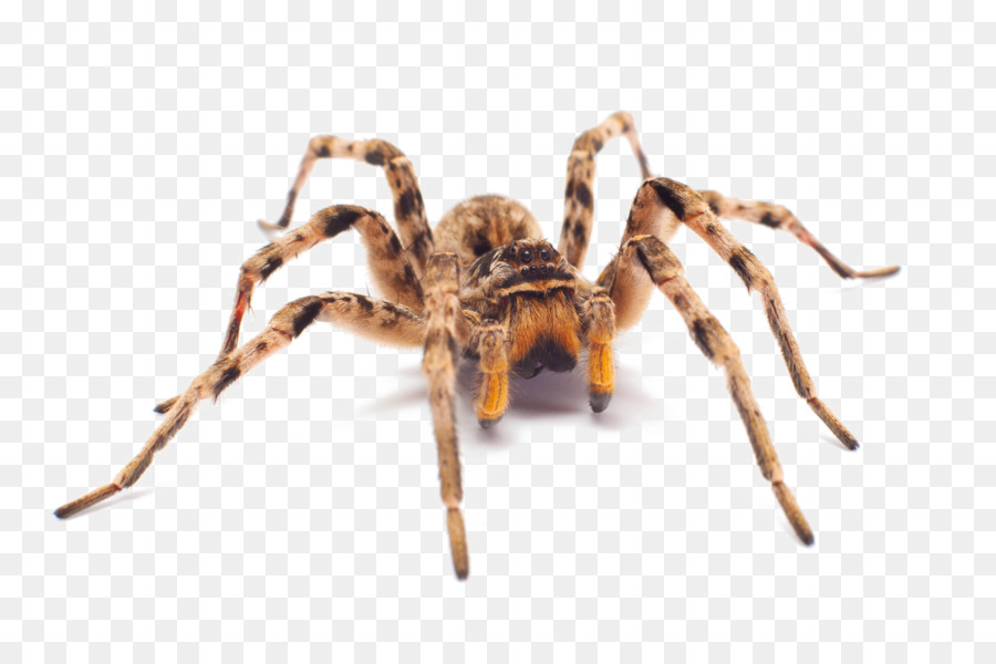 Spider Aptostichus barackobamai Royalty-free - spider png download - 1688*1125 - Free Transparent Spider png Download.